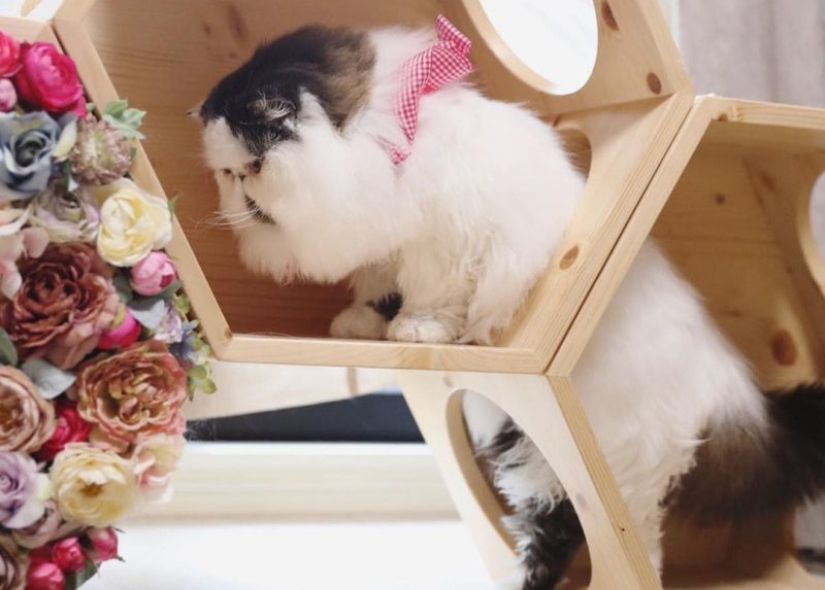 Cómo un gato llamado Zuu se convirtió en una nueva estrella