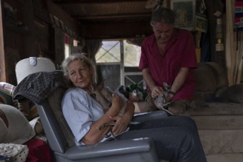 Cómo una pareja de Australia cuida a 60 canguros y cose bolsos para canguros Cómo una pareja de Australia cuida a 60 canguros y cose bolsos para canguros