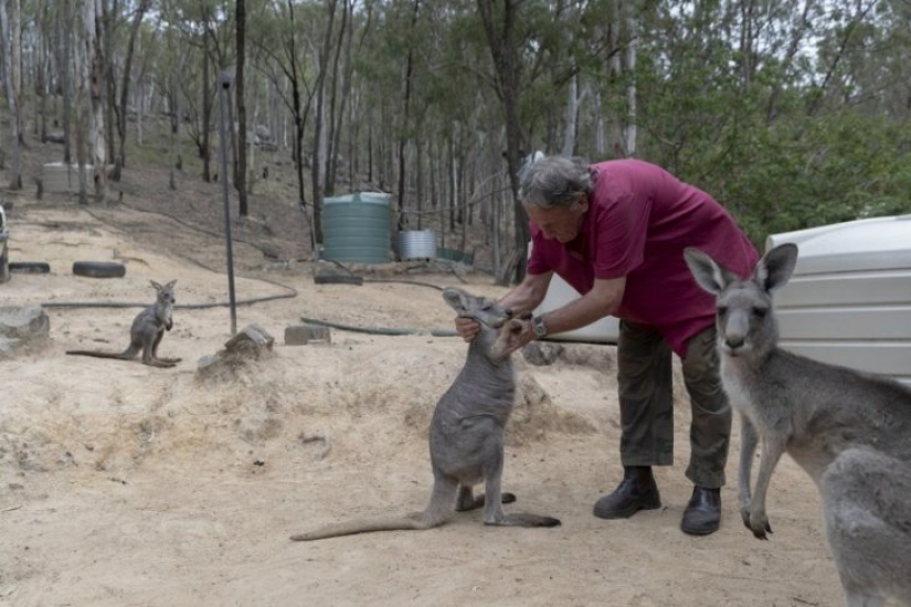 Cómo una pareja de Australia cuida a 60 canguros y cose bolsos para canguros Cómo una pareja de Australia cuida a 60 canguros y cose bolsos para canguros