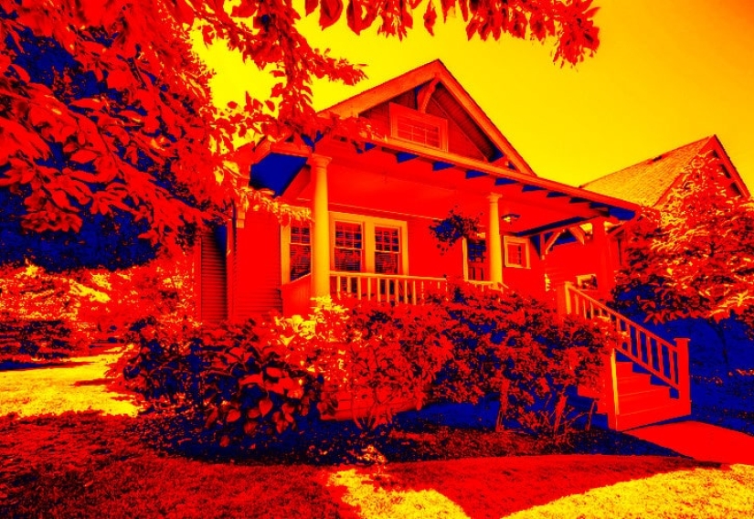 ¿Cómo ven el mundo los diferentes animales?