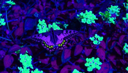 ¿Cómo ven el mundo los diferentes animales?