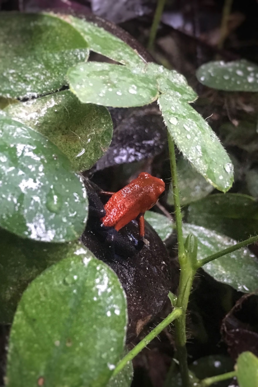 Cómo viajar por la jungla ayudó a un artista con autismo de ocho años