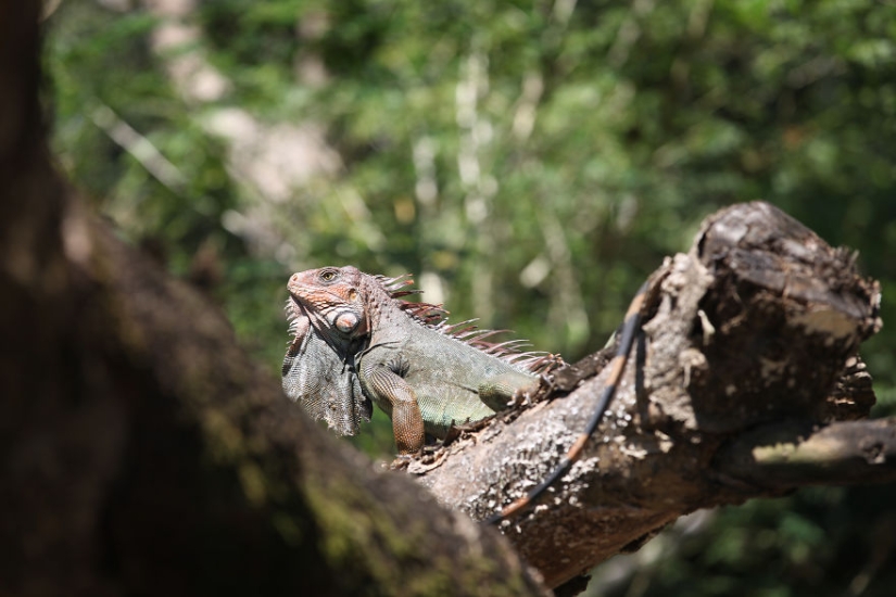 Cómo viajar por la jungla ayudó a un artista con autismo de ocho años