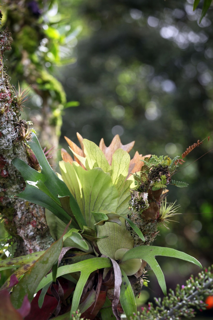Cómo viajar por la jungla ayudó a un artista con autismo de ocho años
