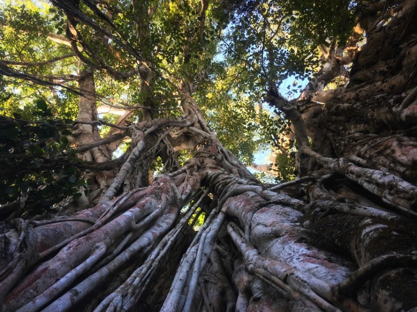 Cómo viajar por la jungla ayudó a un artista con autismo de ocho años