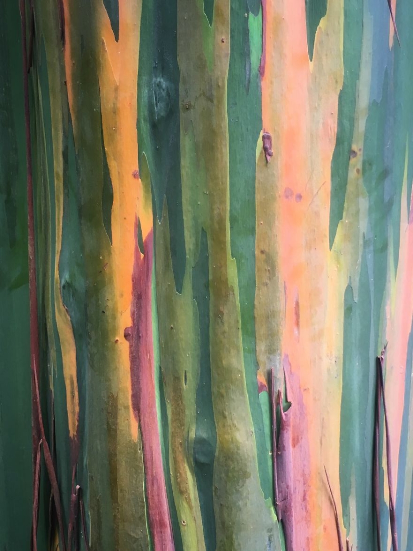 Cómo viajar por la jungla ayudó a un artista con autismo de ocho años