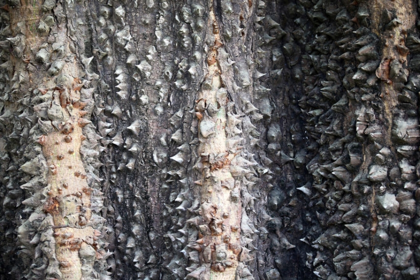 Cómo viajar por la jungla ayudó a un artista con autismo de ocho años