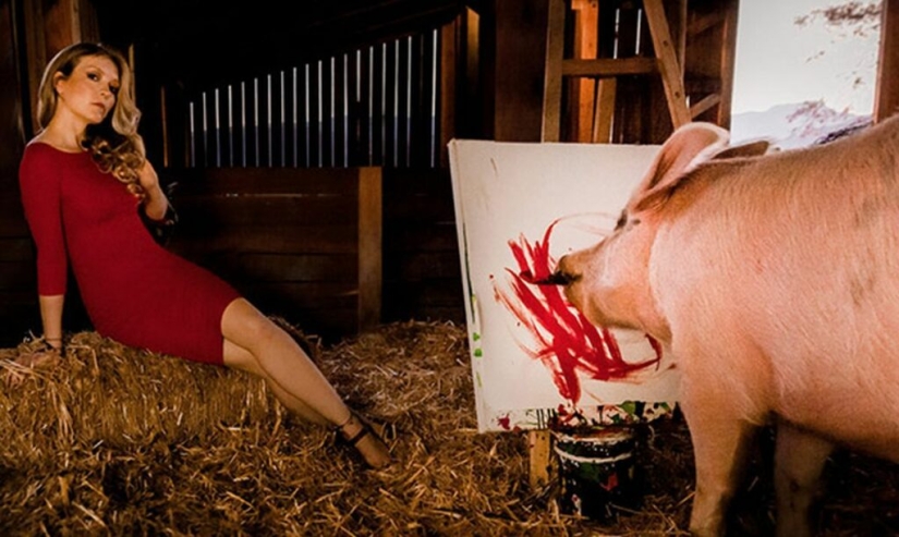 Cómo vive y crea Pigcasso - el cerdo más dotado del mundo Cómo vive y crea Pigcasso - el cerdo más dotado del mundo