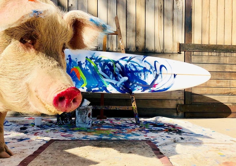 Cómo vive y crea Pigcasso - el cerdo más dotado del mundo Cómo vive y crea Pigcasso - el cerdo más dotado del mundo
