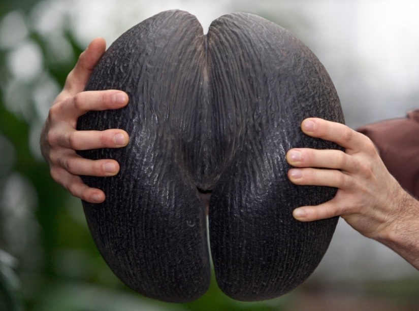 Coco de mer: a piquant palm that makes you blush