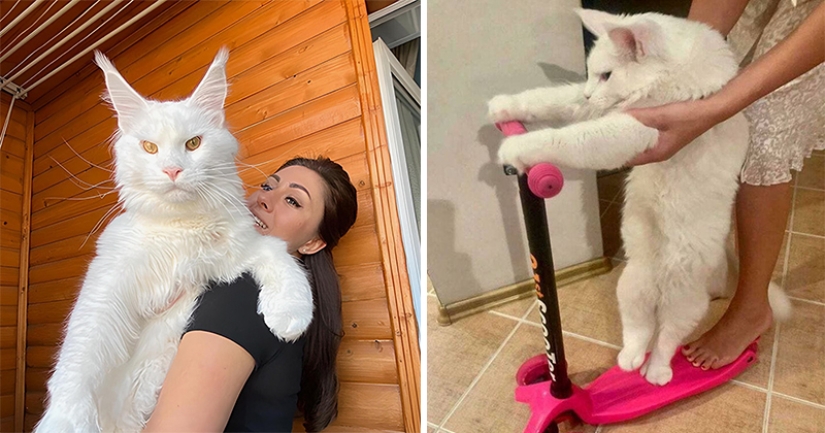 "Come indigno y bebe vodka": la cadena discute el gato gigante ruso "Come indigno y bebe vodka": la cadena discute el gato gigante ruso