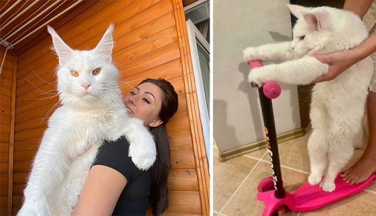 "Come indigno y bebe vodka": la cadena discute el gato gigante ruso