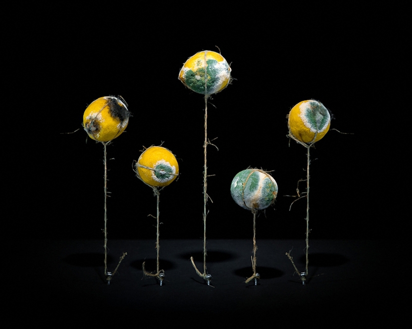 Comida podrida repugnantemente hermosa Comida podrida repugnantemente hermosa