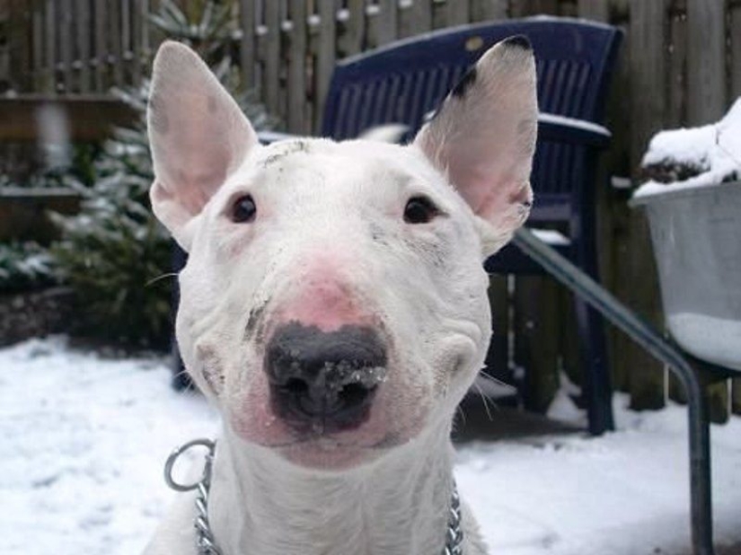 Comieron resina y ratones fritos: un jubilado con su perro vagó por la taiga durante tres semanas