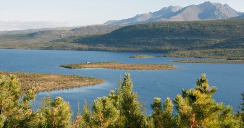 Comieron resina y ratones fritos: un jubilado con su perro vagó por la taiga durante tres semanas