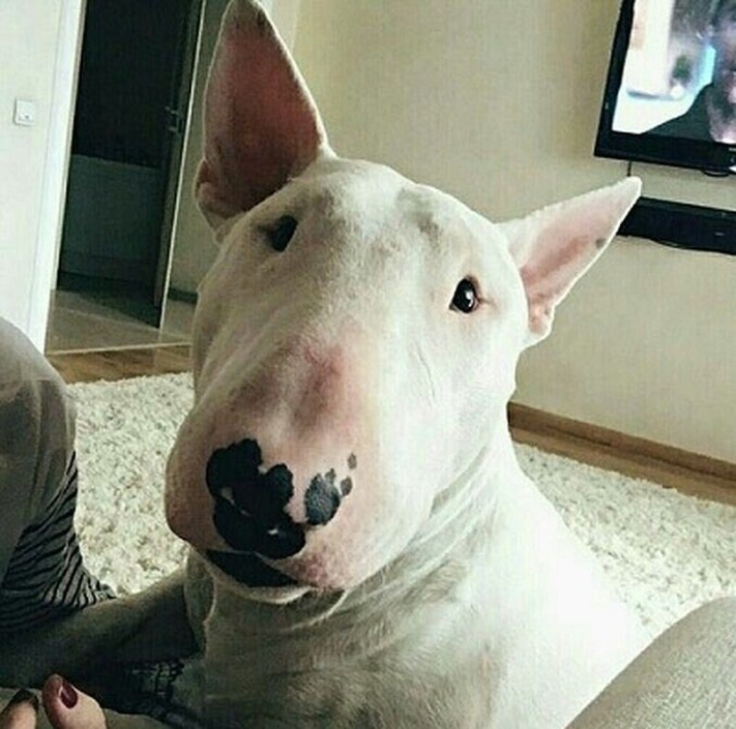 Comieron resina y ratones fritos: un jubilado con su perro vagó por la taiga durante tres semanas Comieron resina y ratones fritos: un jubilado con su perro vagó por la taiga durante tres semanas