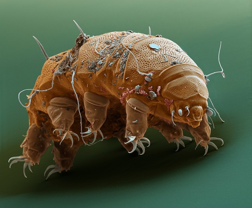 Con miopía - en Micropia