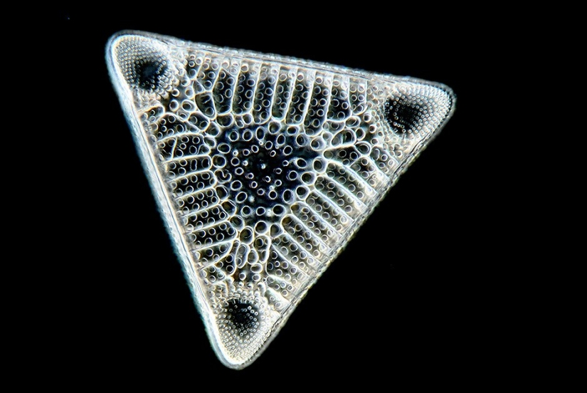 Con miopía - en Micropia