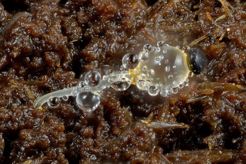 Con miopía - en Micropia