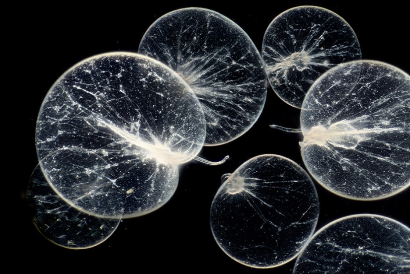 Con miopía - en Micropia