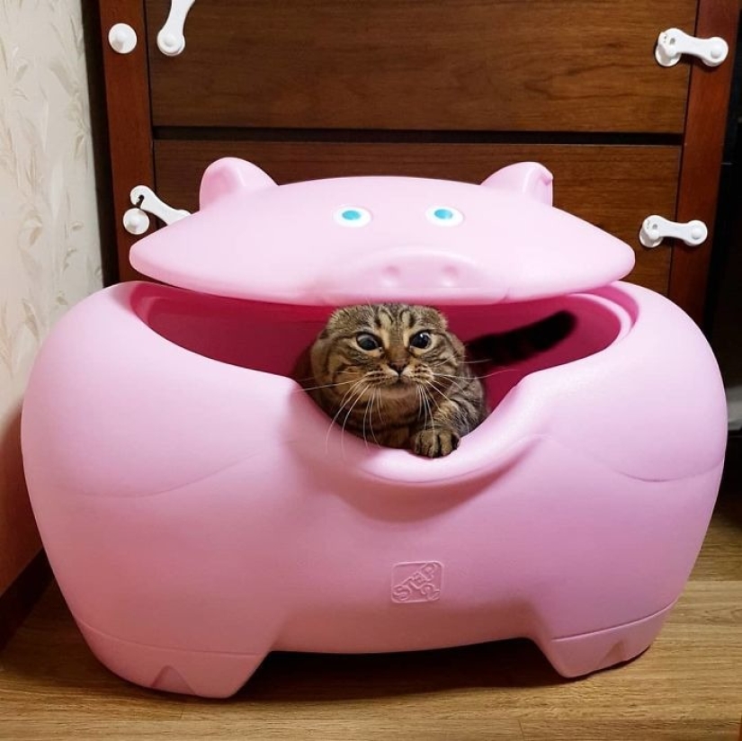 Conoce a Mango, el gato más carismático de la Red.