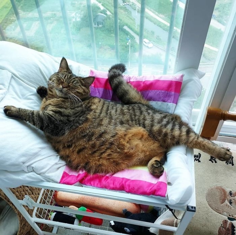 Conoce a Mango, el gato más carismático de la Red.