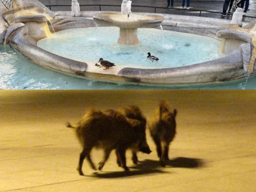 Coronavirus for good! The extraordinary impact of quarantine on nature ...