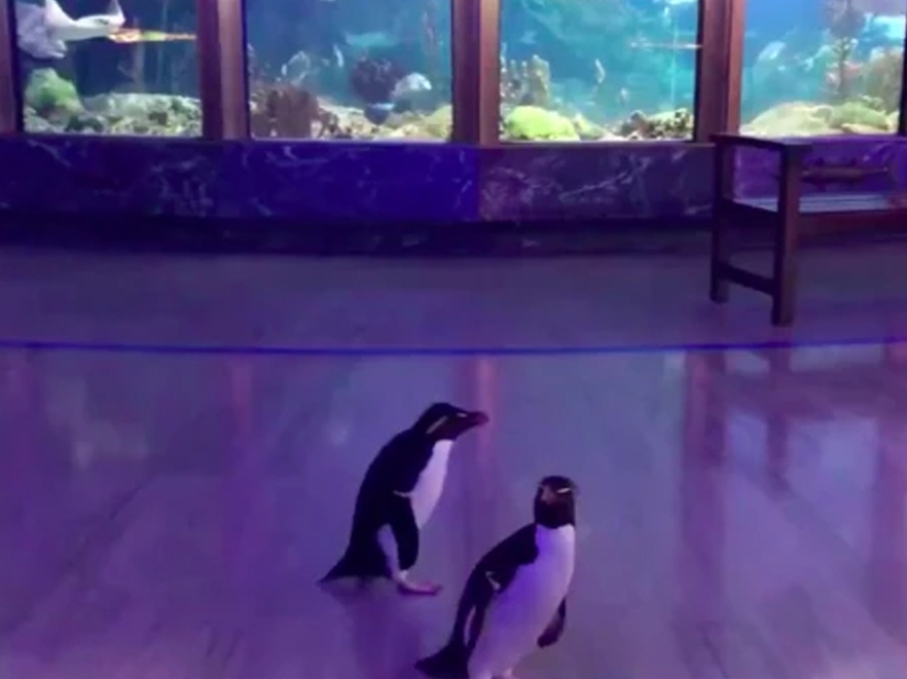 Coronavirus for good! The extraordinary impact of quarantine on nature ...