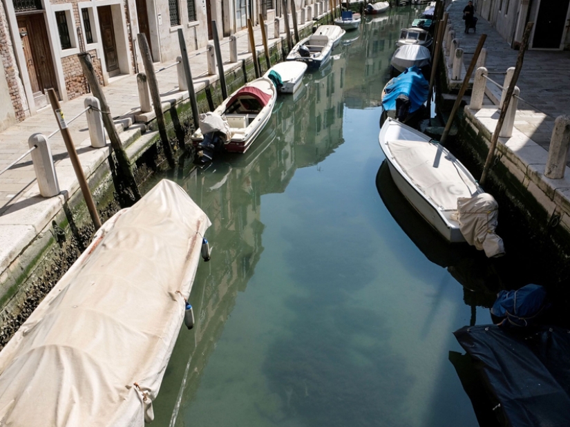 ¡Coronavirus para siempre! El extraordinario impacto de la cuarentena en la naturaleza...