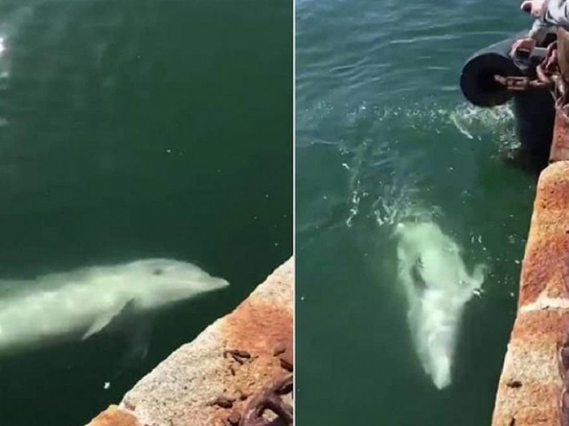 ¡Coronavirus para siempre! El extraordinario impacto de la cuarentena en la naturaleza...