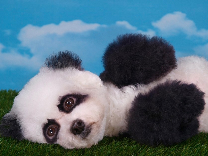 Cortes de pelo creativos para perros: 25 fotos. Cortes de pelo creativos para perros: 25 fotos.