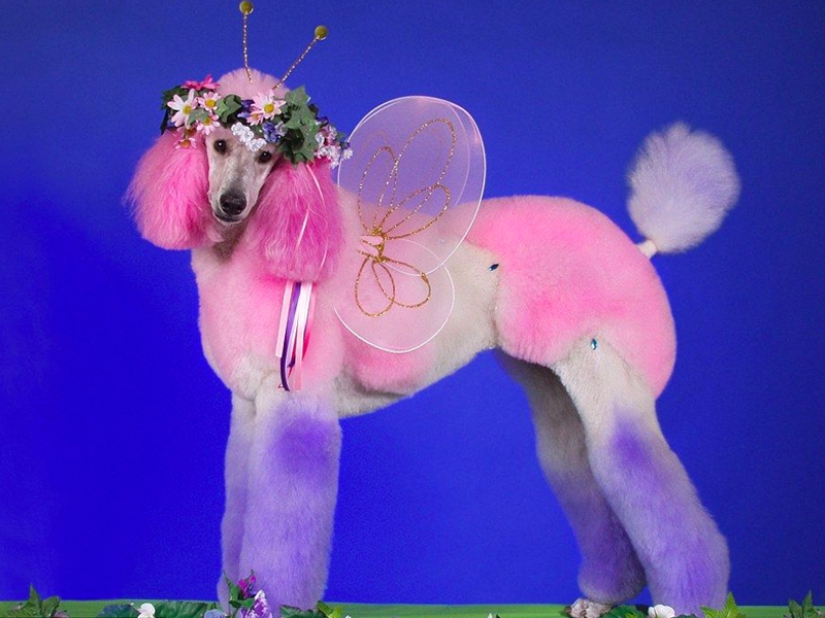 Cortes de pelo creativos para perros: 25 fotos. Cortes de pelo creativos para perros: 25 fotos.