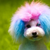Cortes de pelo creativos para perros: 25 fotos.