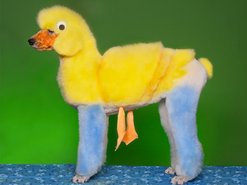 Cortes de pelo creativos para perros: 25 fotos. Cortes de pelo creativos para perros: 25 fotos.