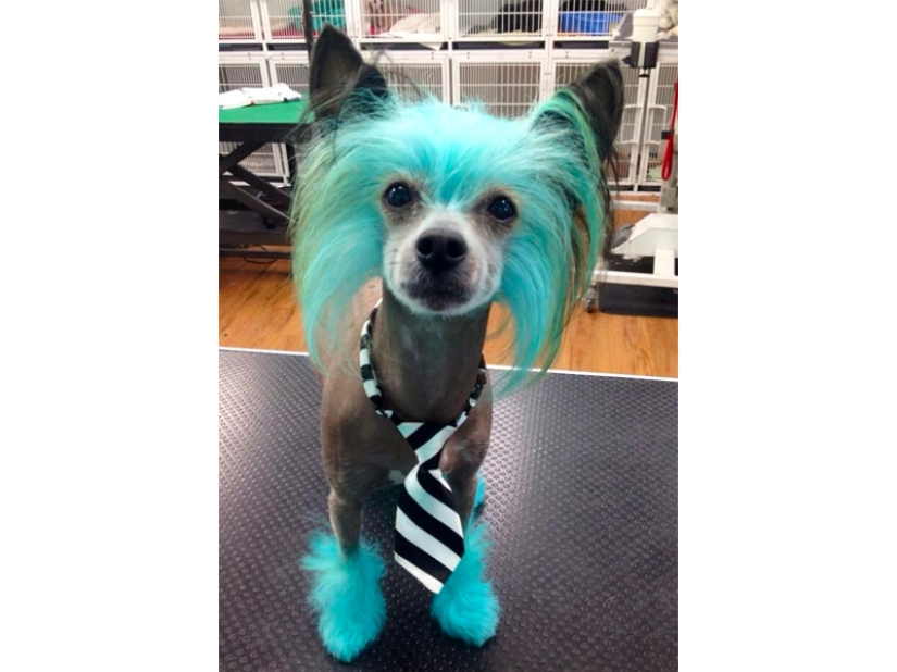 Cortes de pelo creativos para perros: 25 fotos. Cortes de pelo creativos para perros: 25 fotos.