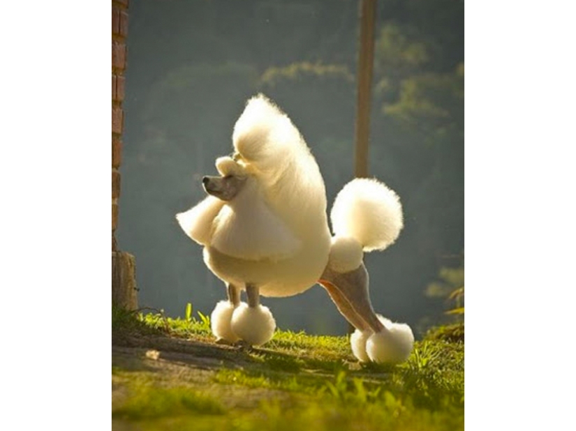 Cortes de pelo creativos para perros: 25 fotos. Cortes de pelo creativos para perros: 25 fotos.