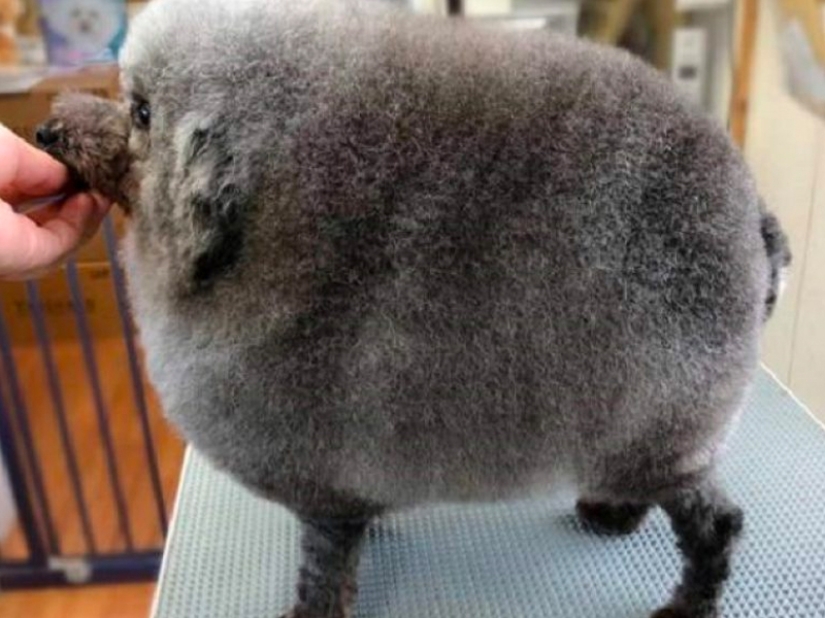 Creative haircuts for dogs: 25 photos Creative haircuts for dogs: 25 photos