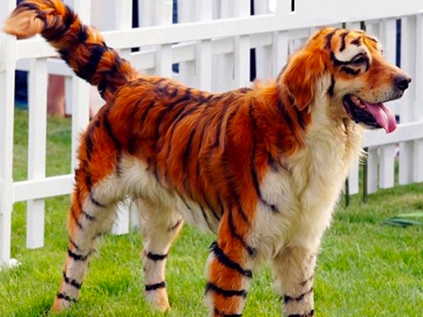 Creative haircuts for dogs: 25 photos Creative haircuts for dogs: 25 photos