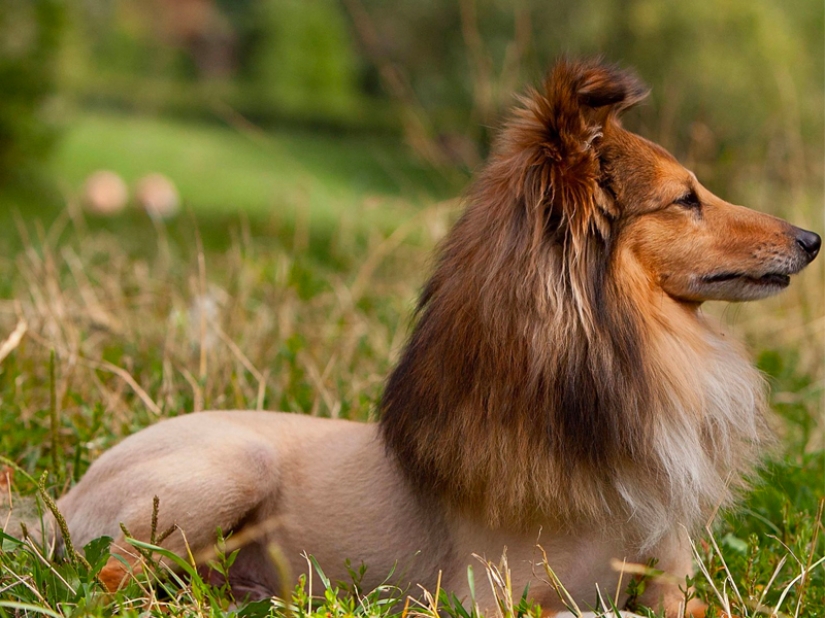 Creative haircuts for dogs: 25 photos Creative haircuts for dogs: 25 photos
