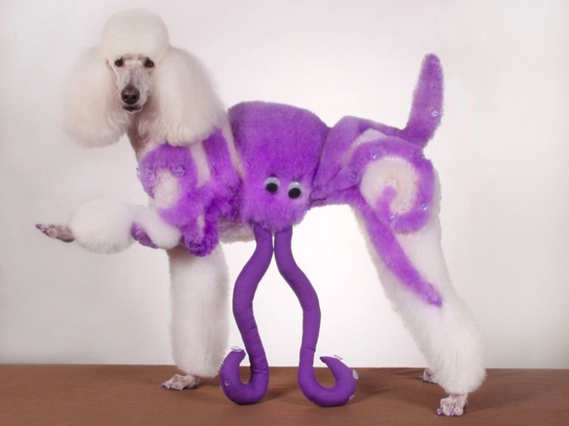 Creative haircuts for dogs: 25 photos Creative haircuts for dogs: 25 photos