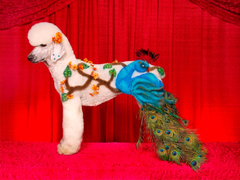 Creative haircuts for dogs: 25 photos Creative haircuts for dogs: 25 photos