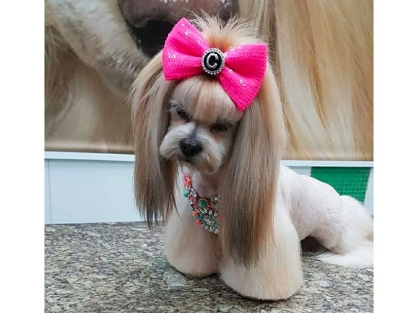Creative haircuts for dogs: 25 photos Creative haircuts for dogs: 25 photos