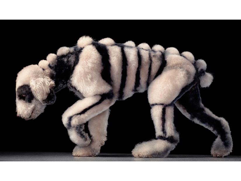 Creative haircuts for dogs: 25 photos Creative haircuts for dogs: 25 photos