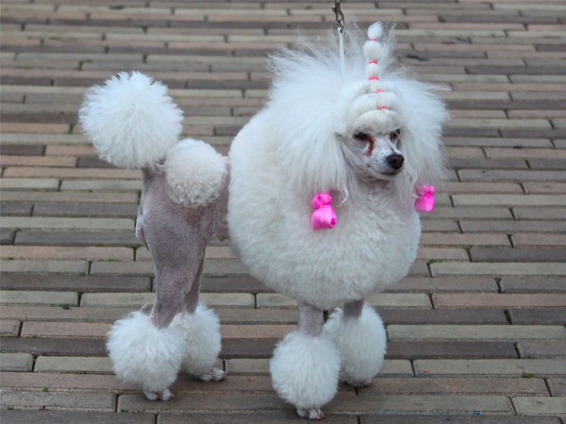 Creative haircuts for dogs: 25 photos Creative haircuts for dogs: 25 photos