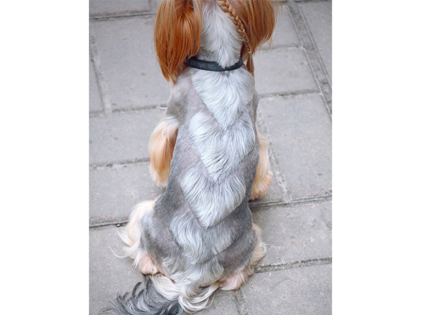 Creative haircuts for dogs: 25 photos Creative haircuts for dogs: 25 photos