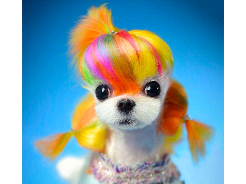 Creative haircuts for dogs: 25 photos Creative haircuts for dogs: 25 photos