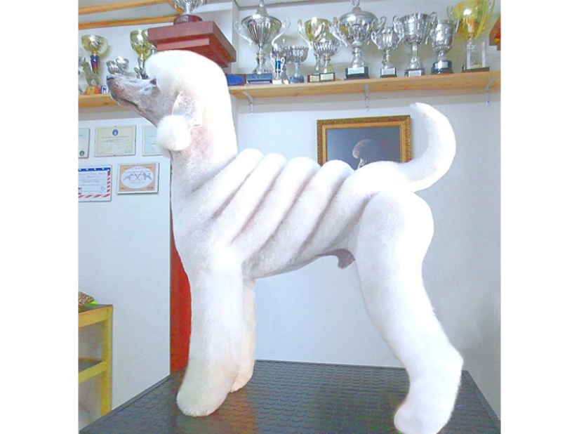 Creative haircuts for dogs: 25 photos Creative haircuts for dogs: 25 photos