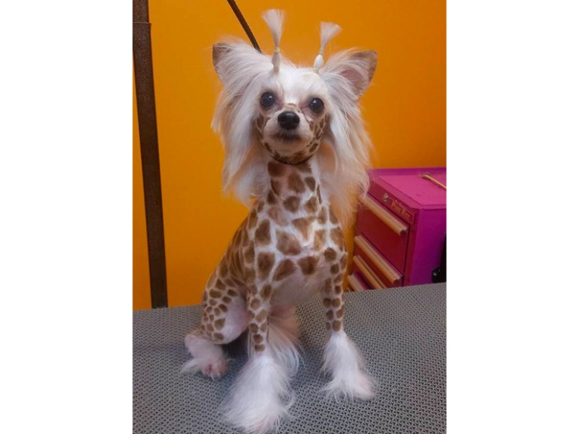 Creative haircuts for dogs: 25 photos Creative haircuts for dogs: 25 photos