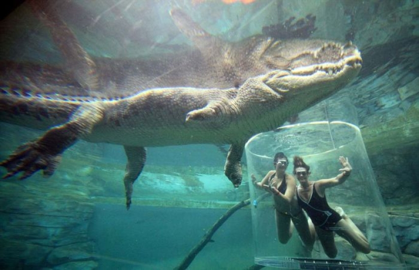 Crocosaurus Cove Extreme Attraction in Australia