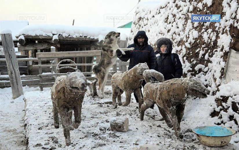 Cuando el arte huele: artesano yakut esculpe esculturas a partir de estiércol